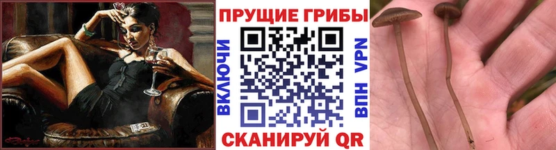 Галлюциногенные грибы Magic Shrooms  Купить  Вилюйск 